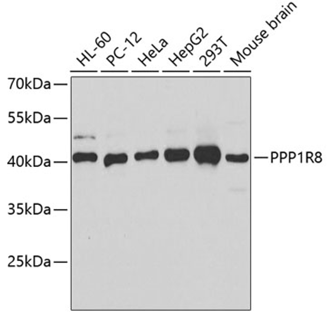 Western blot analysis of extracts of various cell lines using PPP1R8 Polyclonal Antibody at dilution of 1:1000.