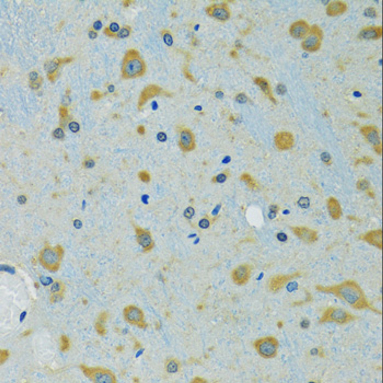 Immunohistochemistry of paraffin-embedded Mouse brain using RPS7 Polyclonal Antibody at dilution of  1:100 (40x lens).