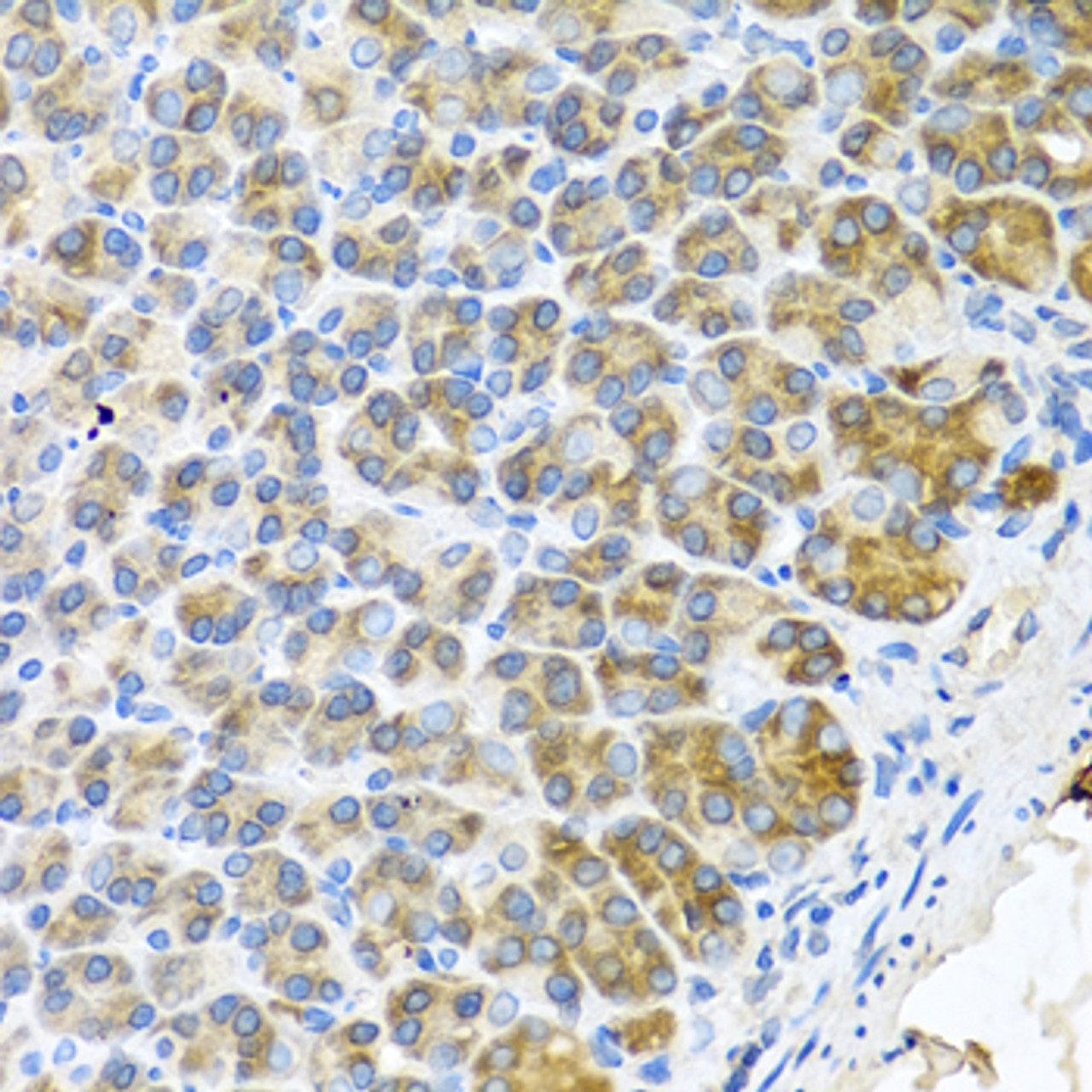 Immunohistochemistry of paraffin-embedded Mouse stomach using WFDC2 Polyclonal Antibody at dilution of  1:100 (40x lens).
