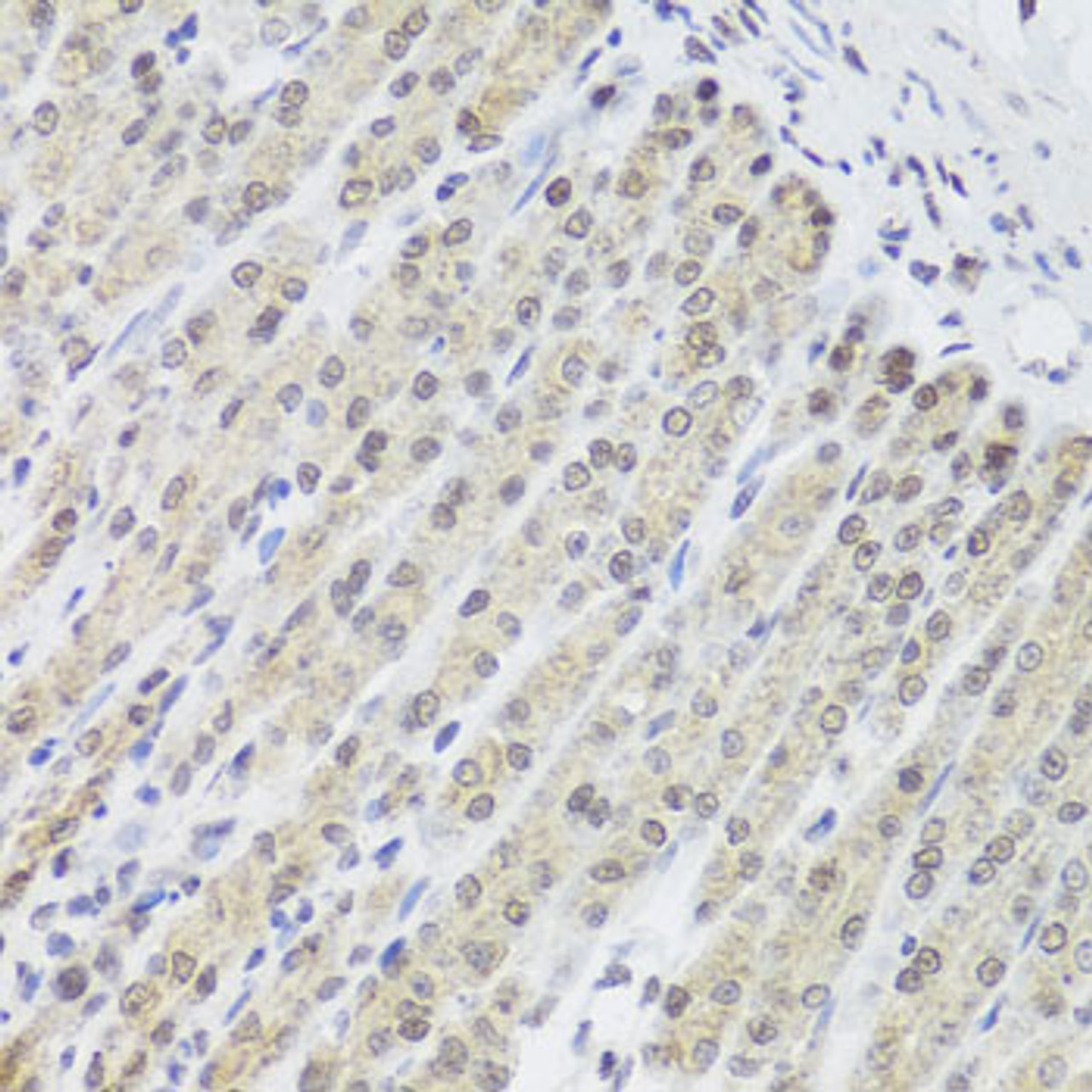 Immunohistochemistry of paraffin-embedded Mouse stomach using FANCL Polyclonal Antibody at dilution of  1:100 (40x lens).