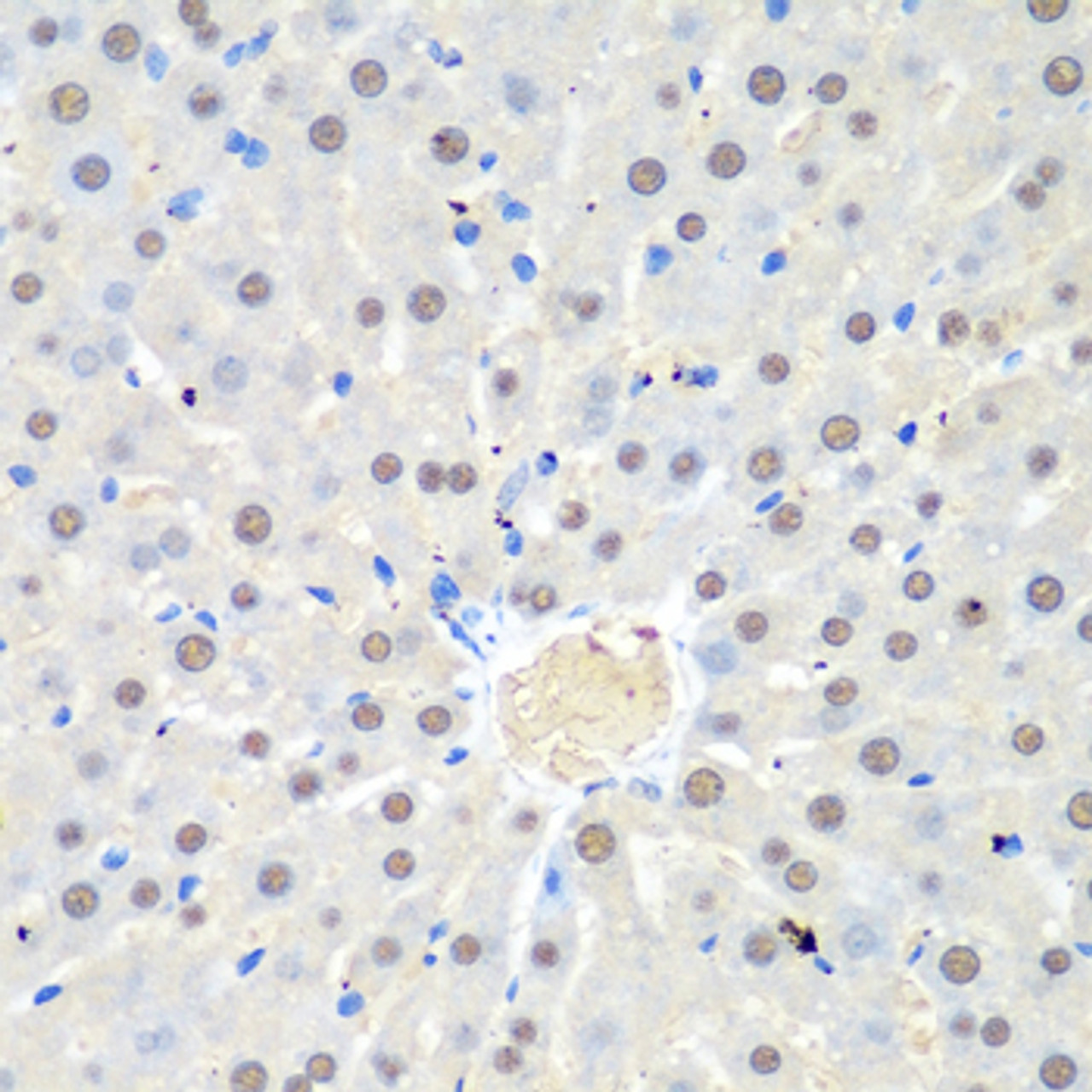 Immunohistochemistry of paraffin-embedded Rat liver using WDR48 Polyclonal Antibody at dilution of  1:100 (40x lens).