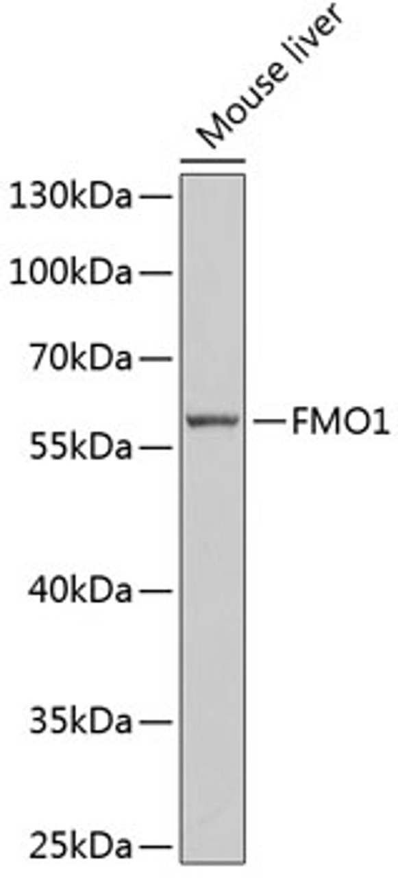 Western blot analysis of extracts of Mouse liver using FMO1 Polyclonal Antibody at dilution of 1:1000.