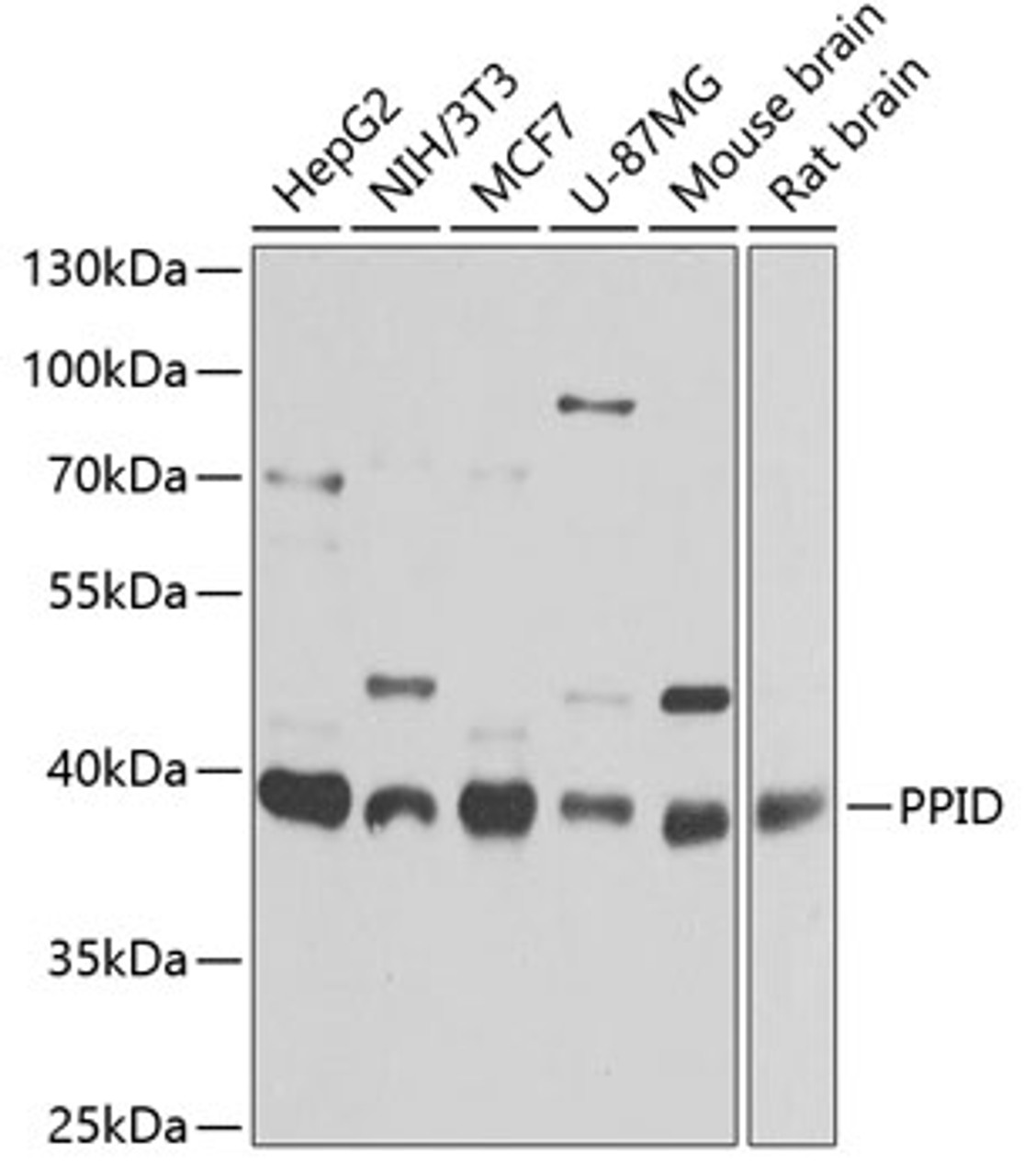 Western blot analysis of extracts of various cell lines using PPID Polyclonal Antibody at dilution of 1:1000.