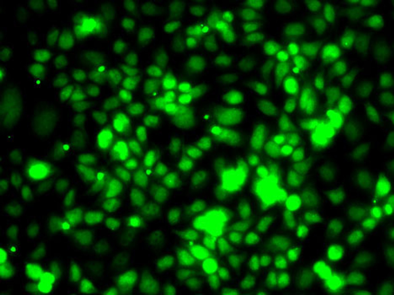 Immunofluorescence analysis of MCF7 cells using TCEB3 Polyclonal Antibody