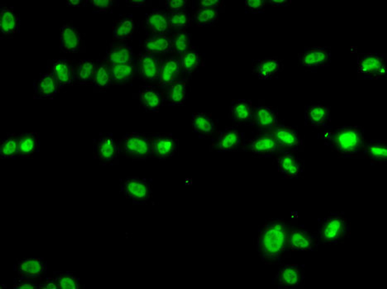 Immunofluorescence analysis of A-549 cells using ZNF148 Polyclonal Antibody