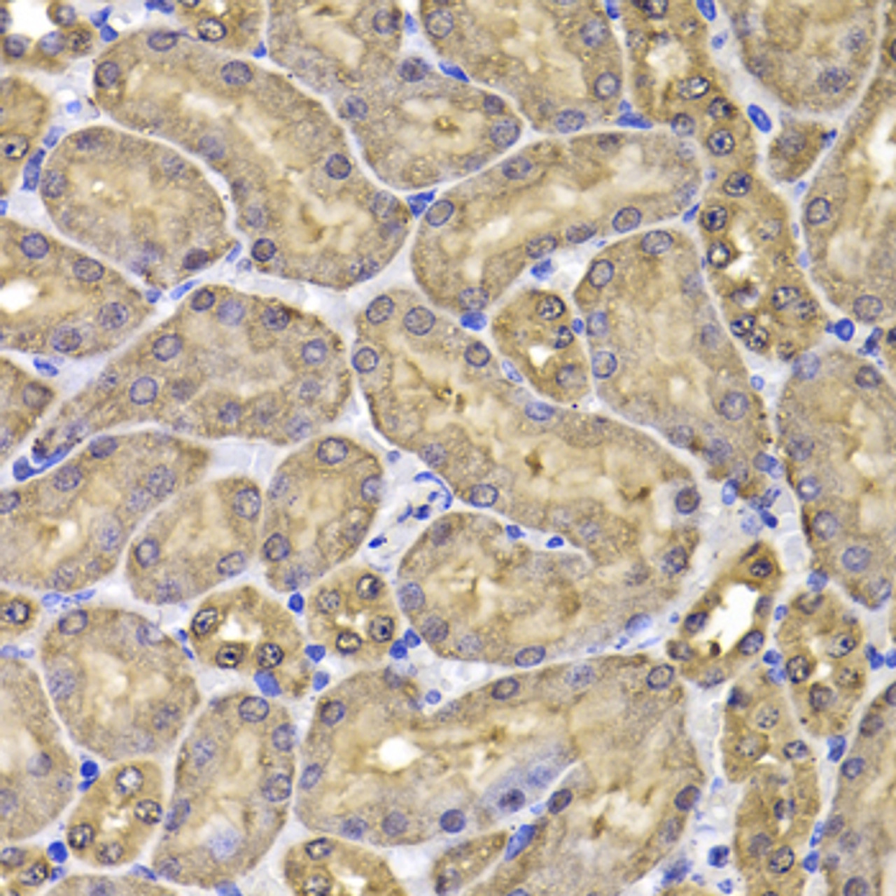 Immunohistochemistry of paraffin-embedded Mouse kidney using FKBP6 Polyclonal Antibody at dilution of  1:100 (40x lens).