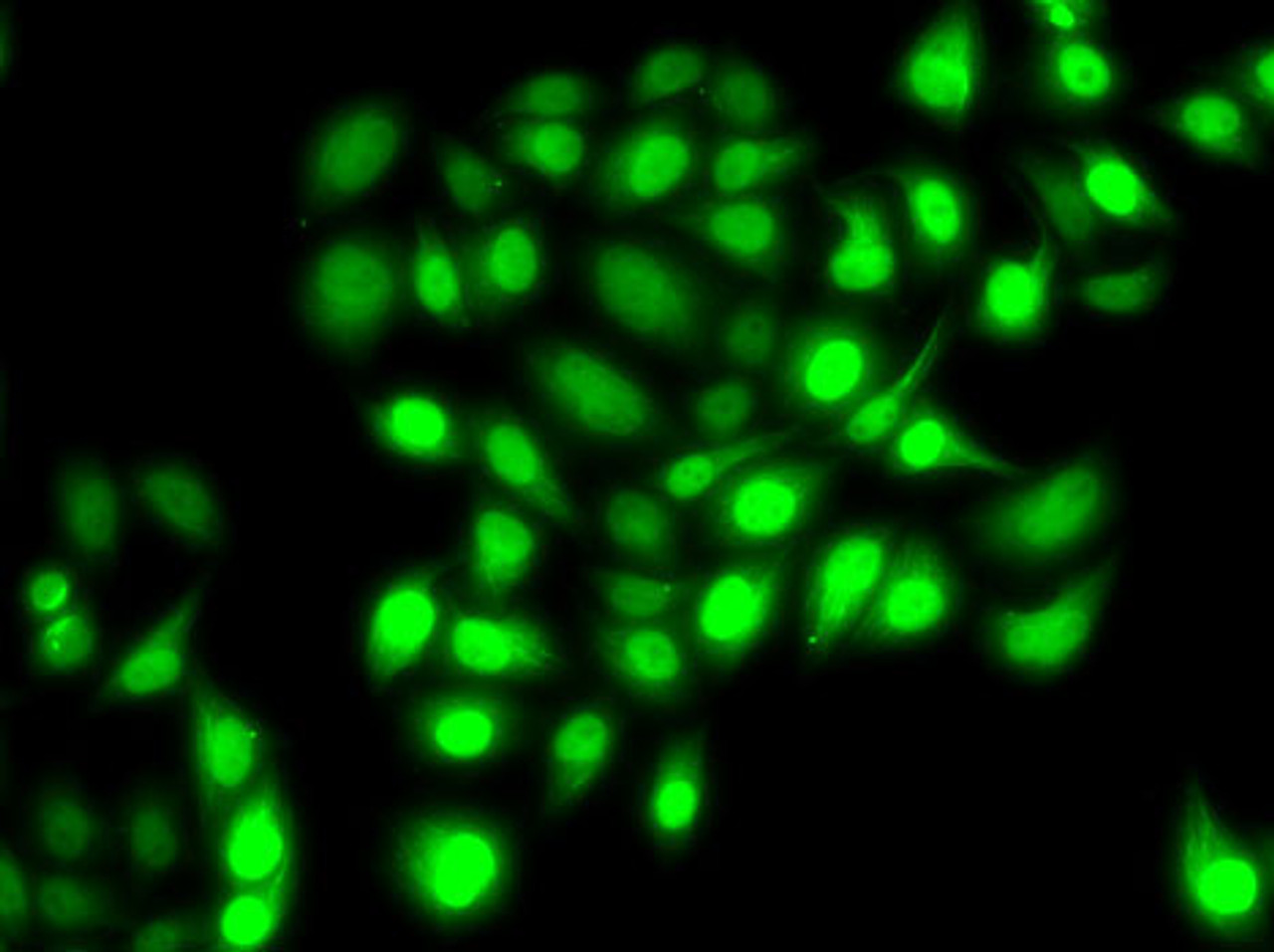 Immunofluorescence analysis of MCF7 cells using PRC1 Polyclonal Antibody