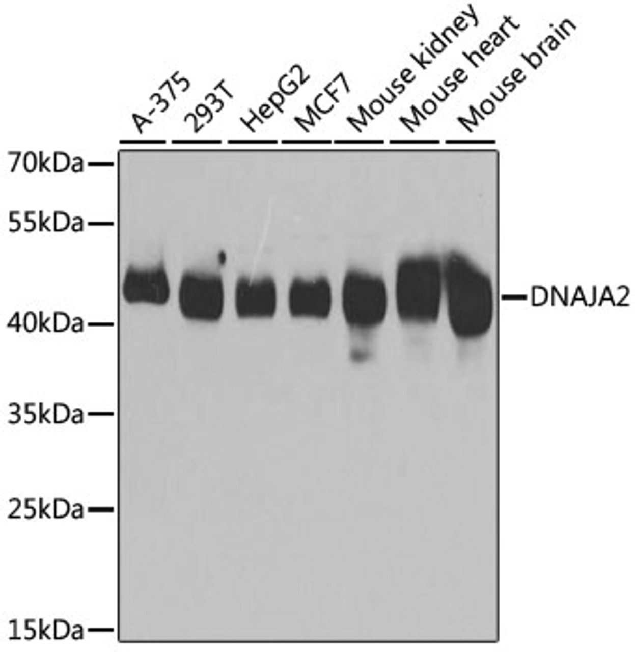 Western blot analysis of extracts of various cell lines using DNAJA2 Polyclonal Antibody at dilution of 1:3000.