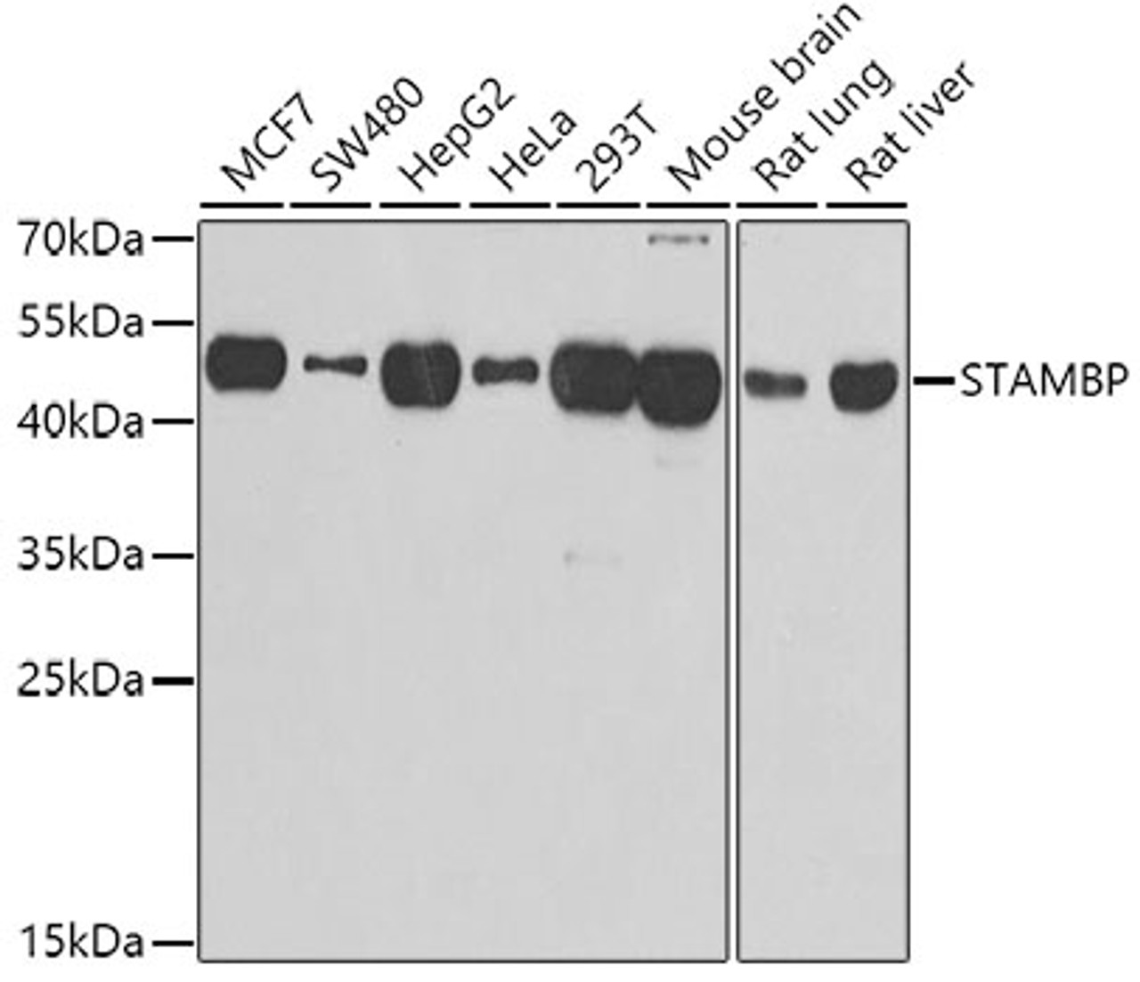 Western blot analysis of extracts of various cell lines using STAMBP Polyclonal Antibody at dilution of 1:1000.