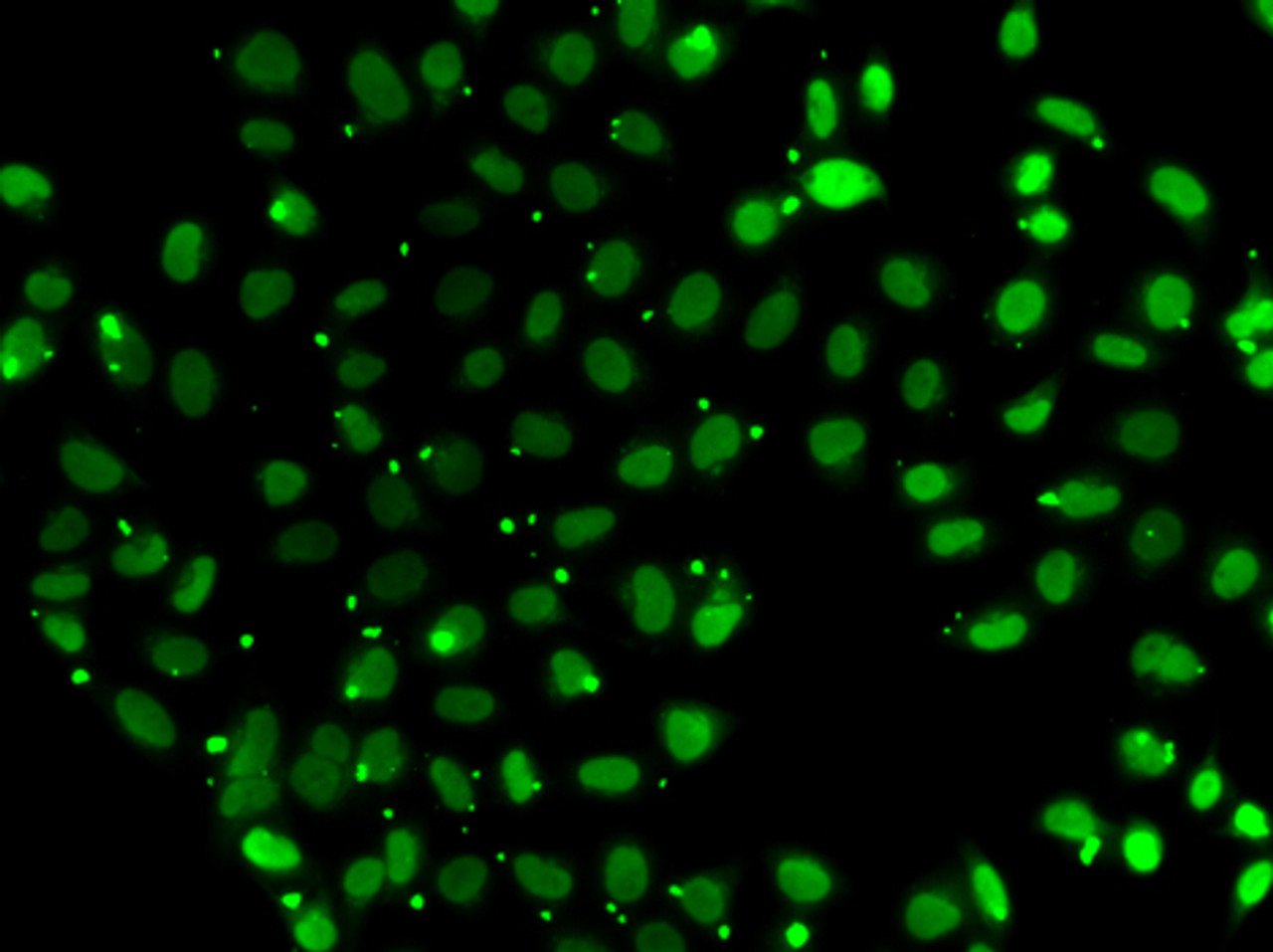 Immunofluorescence analysis of A549 cells using SUB1 Polyclonal Antibody