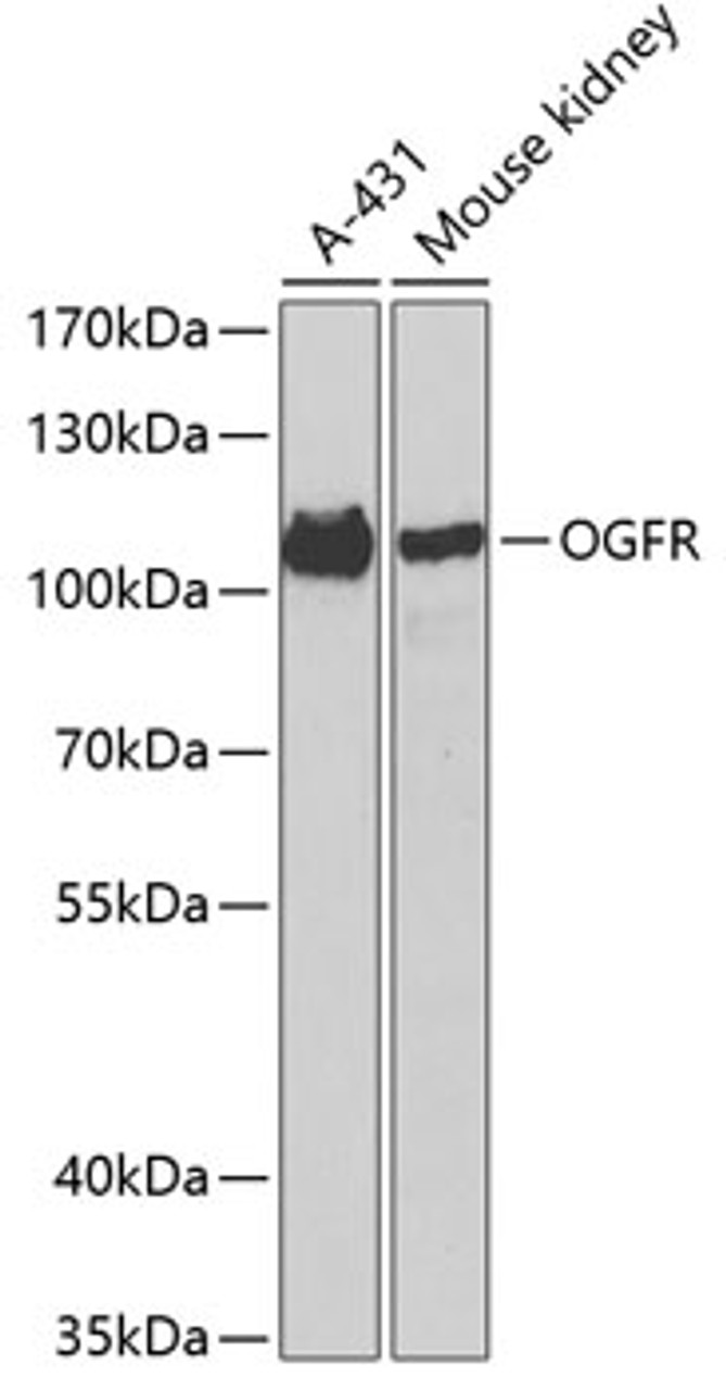 Western blot analysis of extracts of various cell lines using OGFR Polyclonal Antibody at dilution of 1:1000.