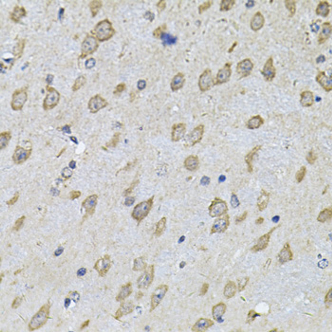 Immunohistochemistry of paraffin-embedded Mouse brain using NFU1 Polyclonal Antibody at dilution of  1:100 (40x lens).
