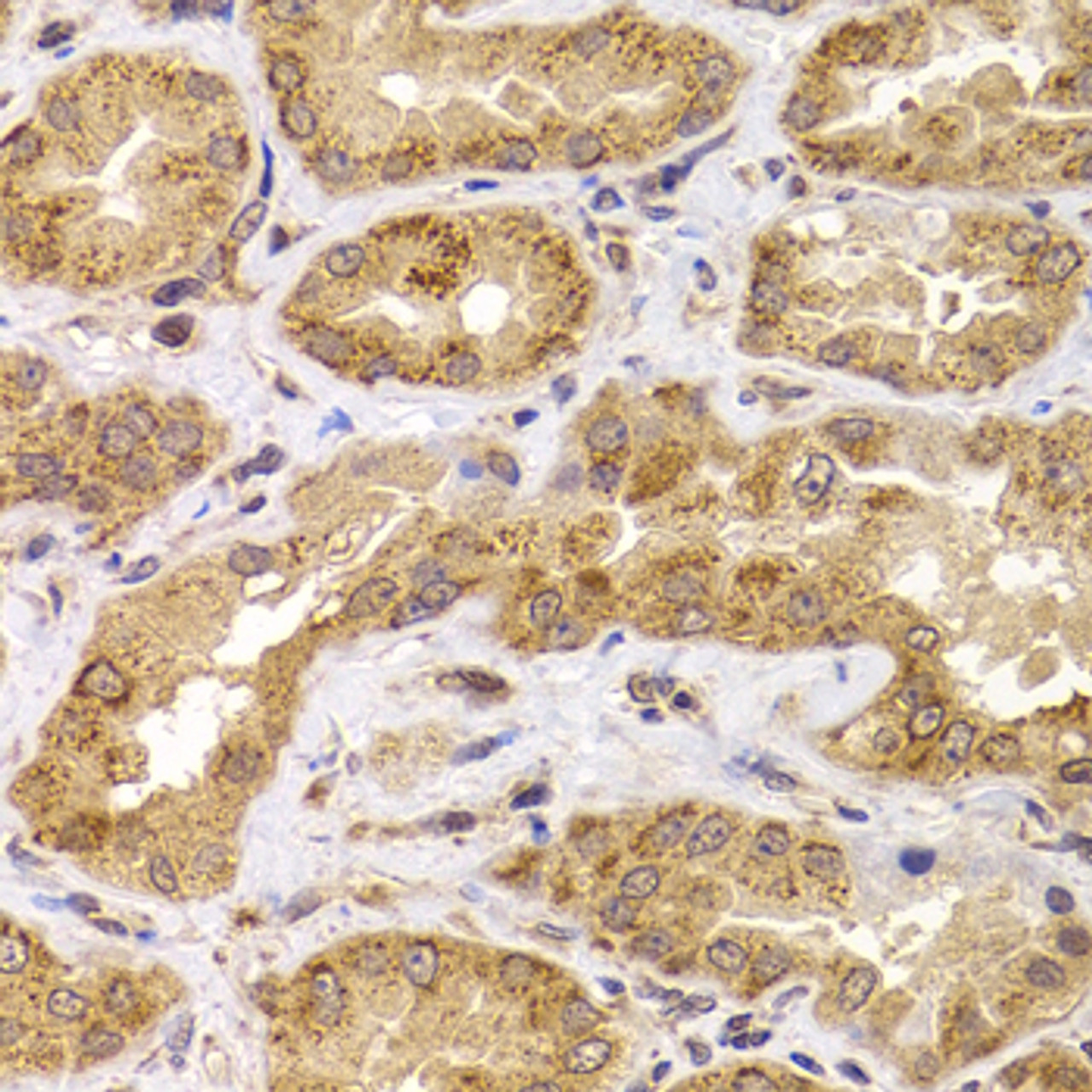 Immunohistochemistry of paraffin-embedded Human kidney using ANAPC5 Polyclonal Antibody at dilution of  1:100 (40x lens).