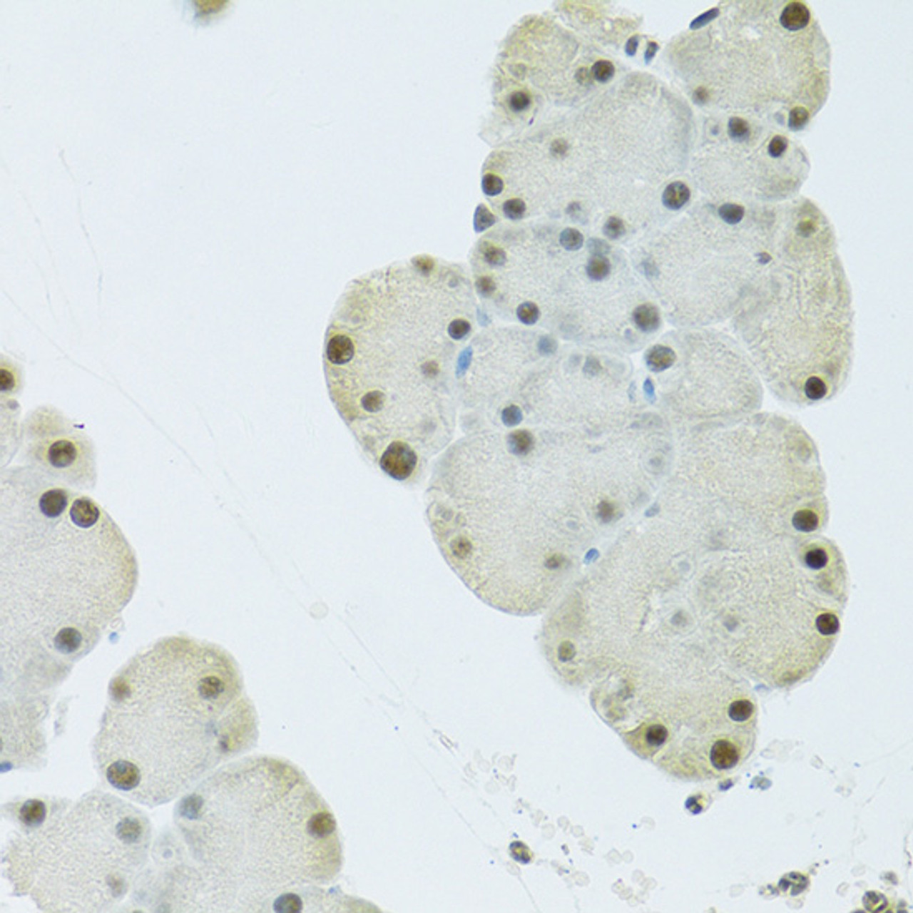 Immunohistochemistry of paraffin-embedded Mouse pancreas using FIP1L1 Polyclonal Antibody at dilution of  1:100 (40x lens).