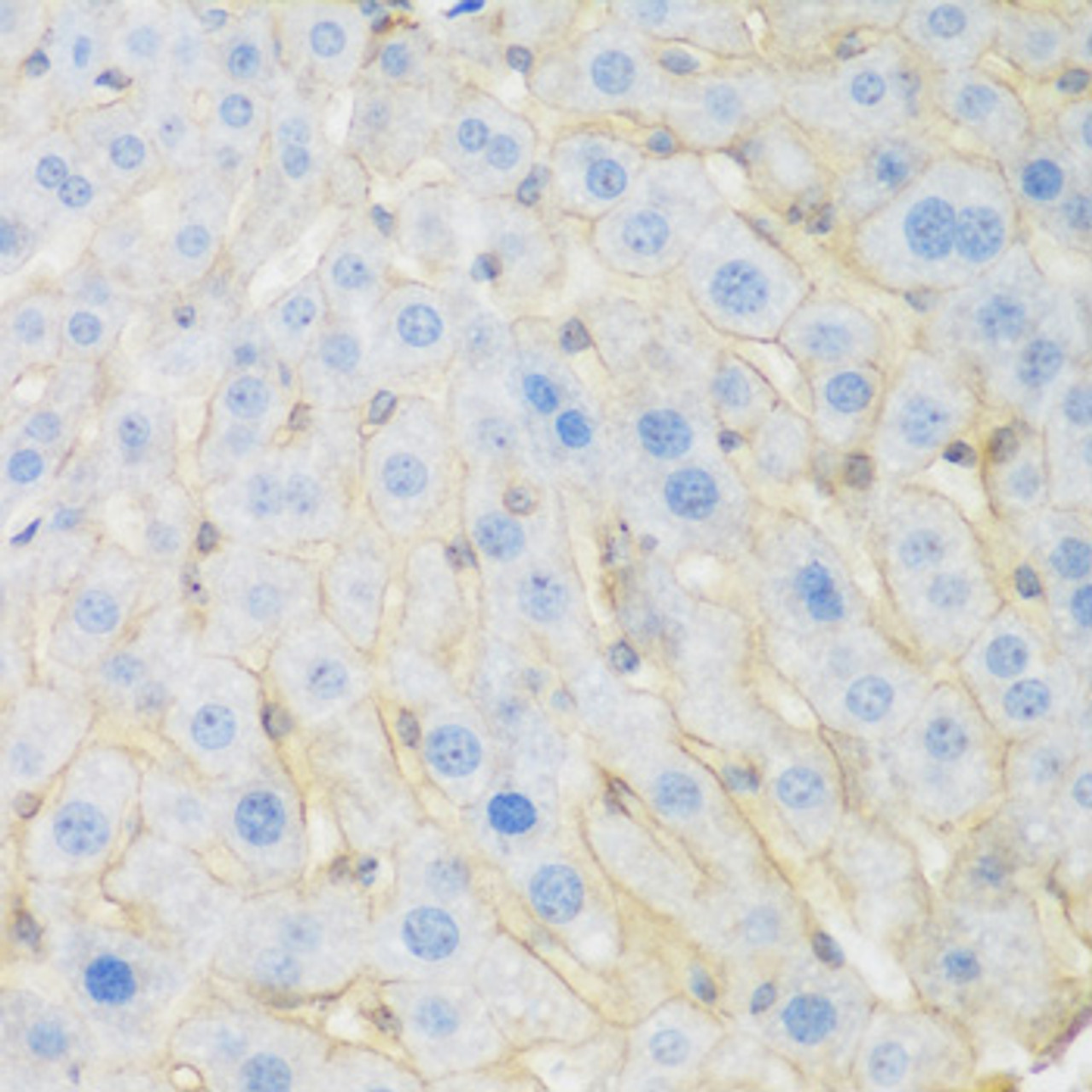 Immunohistochemistry of paraffin-embedded Mouse liver using KIAA1456 Polyclonal Antibody at dilution of  1:200 (40x lens).
