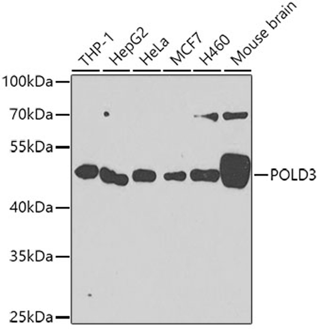Western blot analysis of extracts of various cell lines using POLD3 Polyclonal Antibody at dilution of 1:1000.