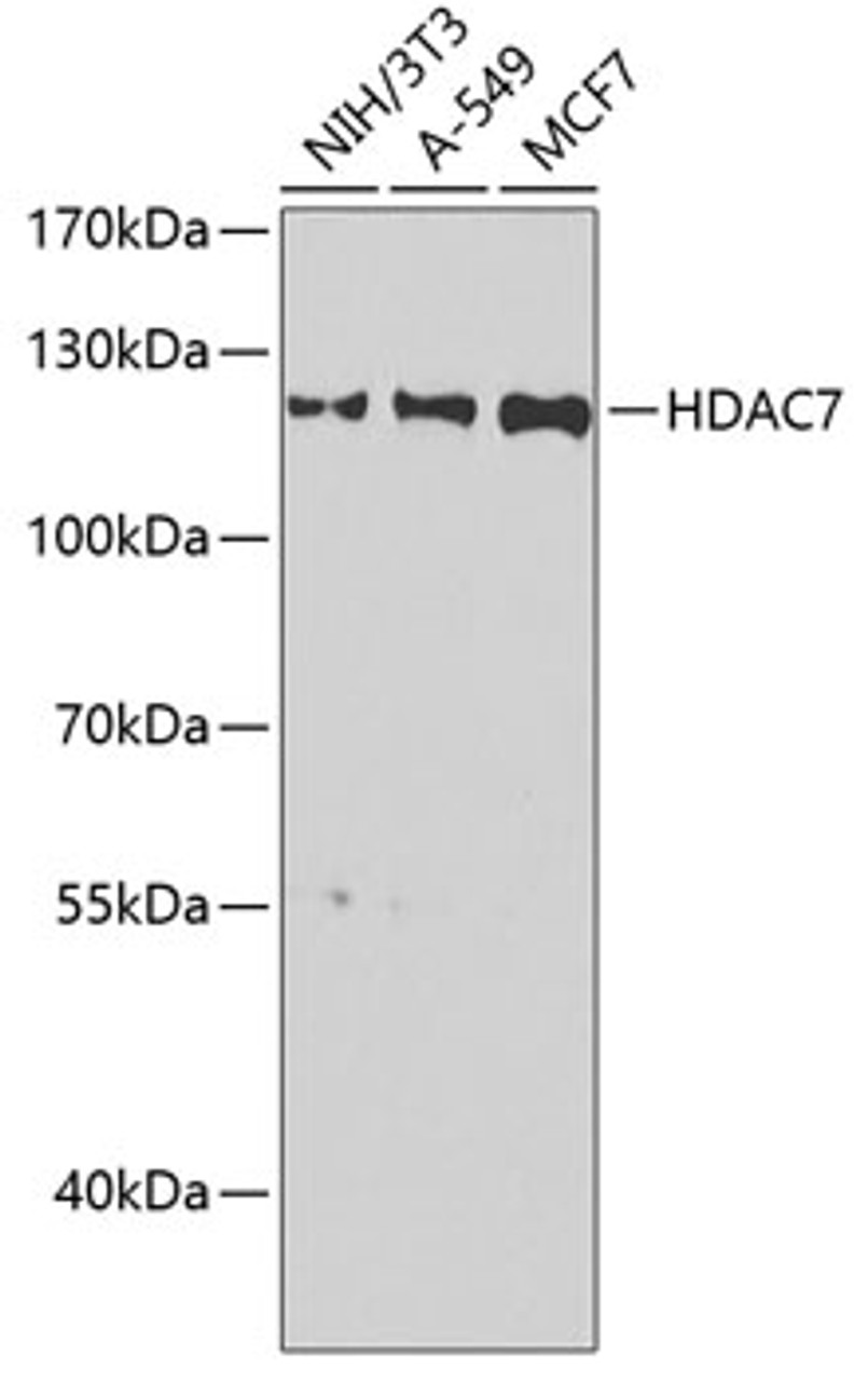Western blot analysis of extracts of various cell lines using HDAC7 Polyclonal Antibody at dilution of 1:1000.