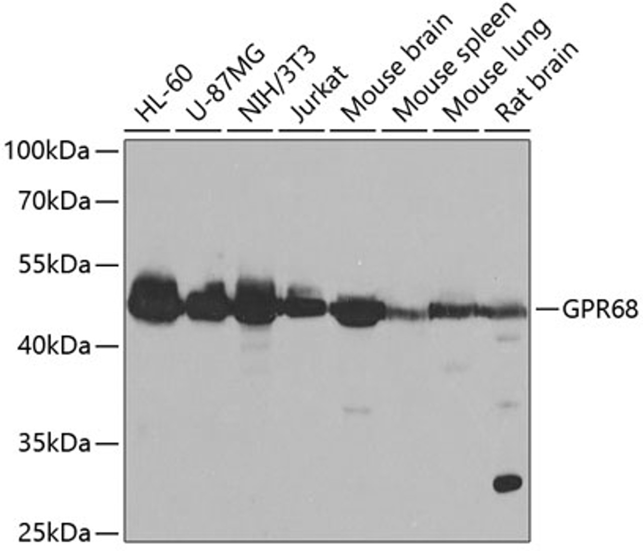 Western blot analysis of extracts of various cell lines using GPR68 Polyclonal Antibody at dilution of 1:1000.