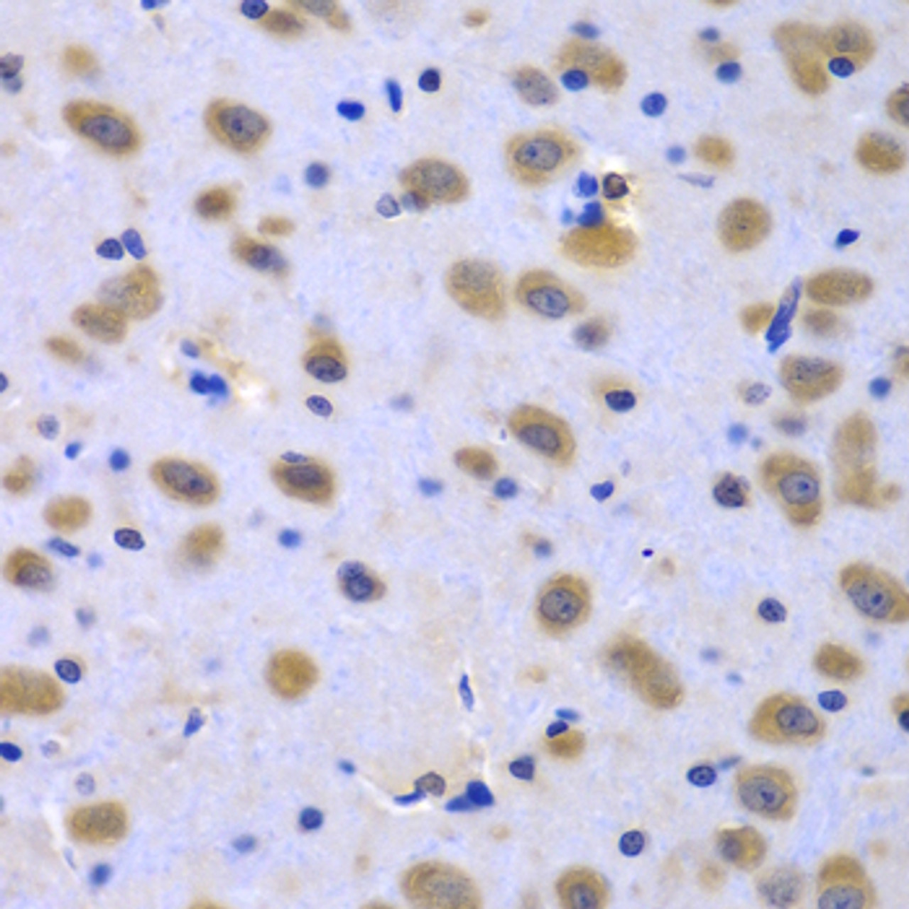 Immunohistochemistry of paraffin-embedded Rat brain using CIAO1 Polyclonal Antibody at dilution of  1:100 (40x lens).