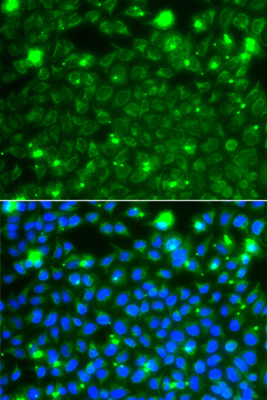 Immunofluorescence analysis of A549 cells using HSPE1 Polyclonal Antibody