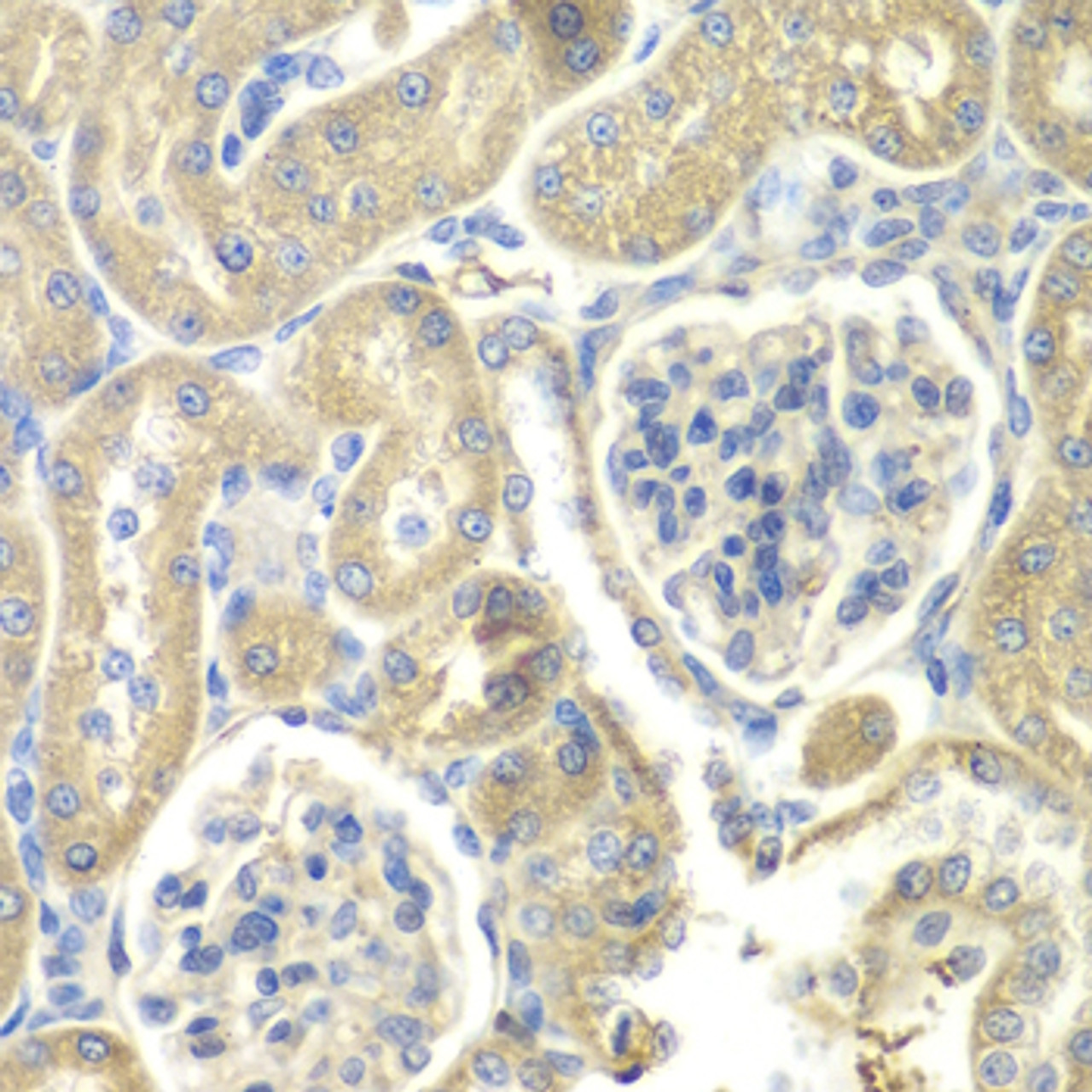 Immunohistochemistry of paraffin-embedded Rat kidney using OAZ1 Polyclonal Antibody at dilution of  1:100 (40x lens).