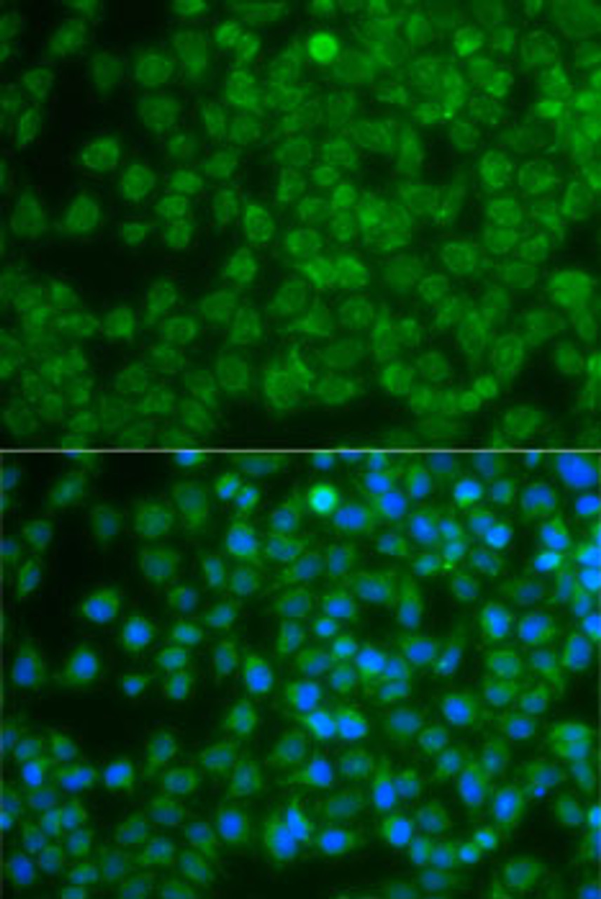 Immunofluorescence analysis of A-549 cells using SPIB Polyclonal Antibody