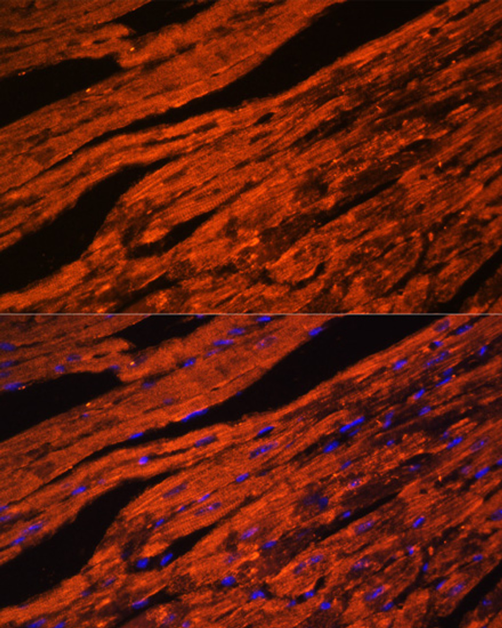 Immunofluorescence analysis of Mouse heart cells using LDB3 Polyclonal Antibody at dilution of  1:100. Blue: DAPI for nuclear staining.
