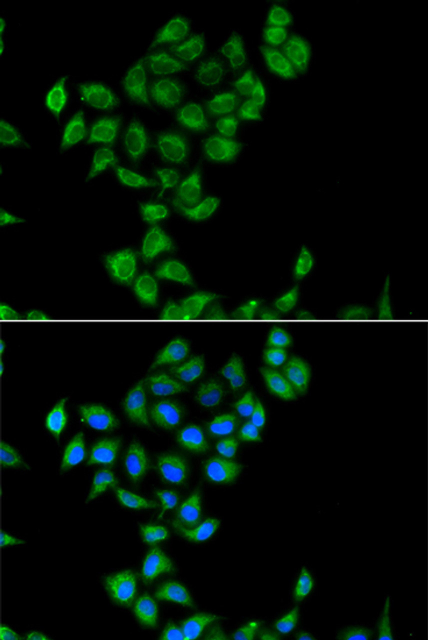 Immunofluorescence analysis of A549 cells using COQ3 Polyclonal Antibody