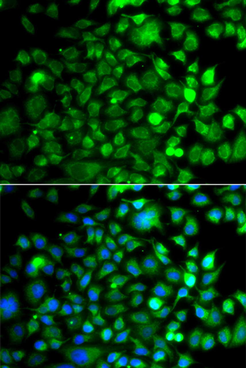 Immunofluorescence analysis of A549 cells using OSGEP Polyclonal Antibody