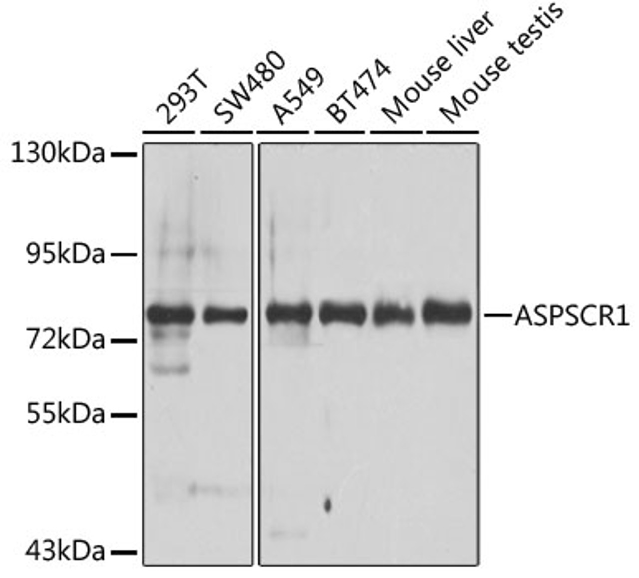 Western blot analysis of extracts of various cell lines using ASPSCR1 Polyclonal Antibody at dilution of 1:1000.