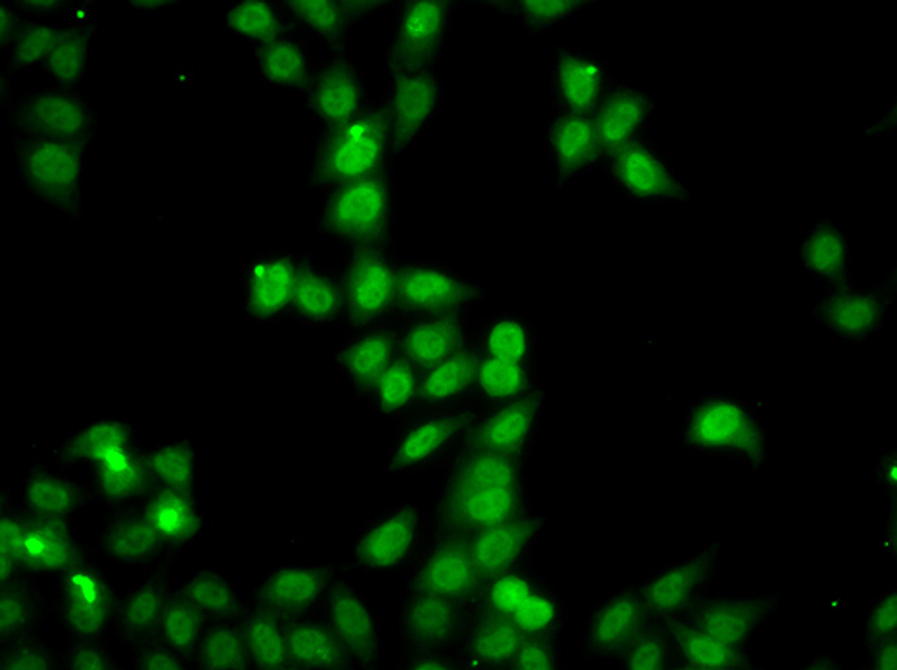 Immunofluorescence analysis of A549 cells using HDGFRP2 Polyclonal Antibody