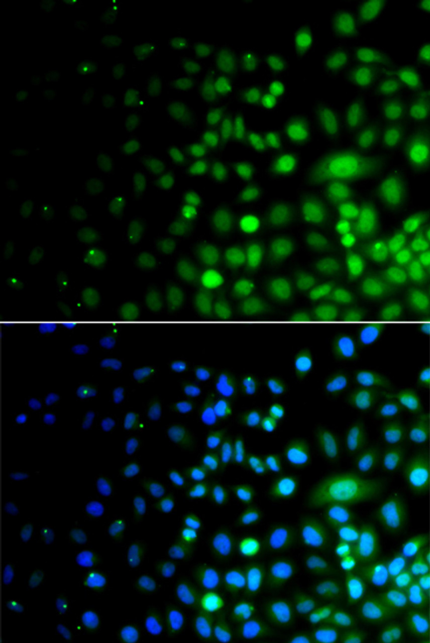 Immunofluorescence analysis of A549 cells using UBA6 Polyclonal Antibody