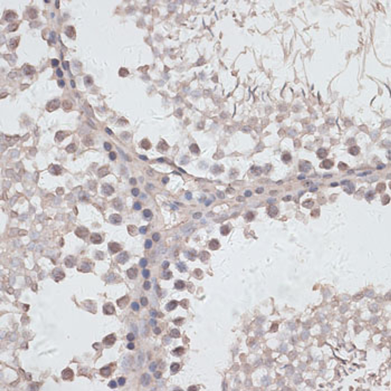 Immunohistochemistry of paraffin-embedded Rat testis using ATG14 Polyclonal Antibody at dilution of  1:100 (40x lens).