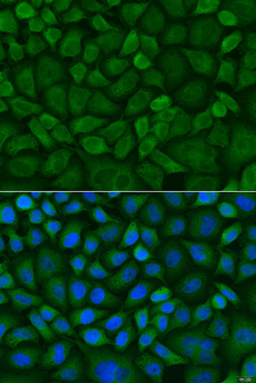 Immunofluorescence analysis of U2OS cells using COX1 Polyclonal Antibody at dilution of  1:100. Blue: DAPI for nuclear staining.