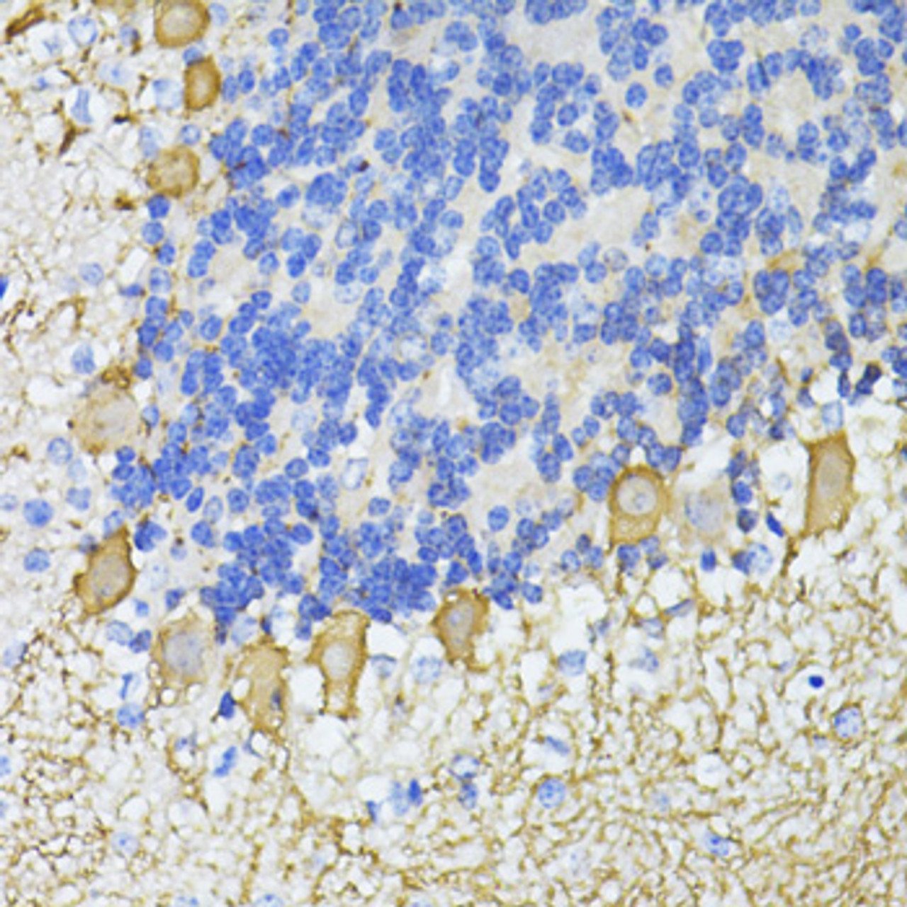 Immunohistochemistry of paraffin-embedded Mouse cerebellum using CA8 Polyclonal Antibody at dilution of  1:100 (40x lens).