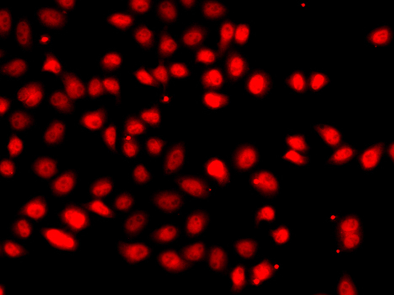 Immunofluorescence analysis of A549 cells using HIF2A Polyclonal Antibody