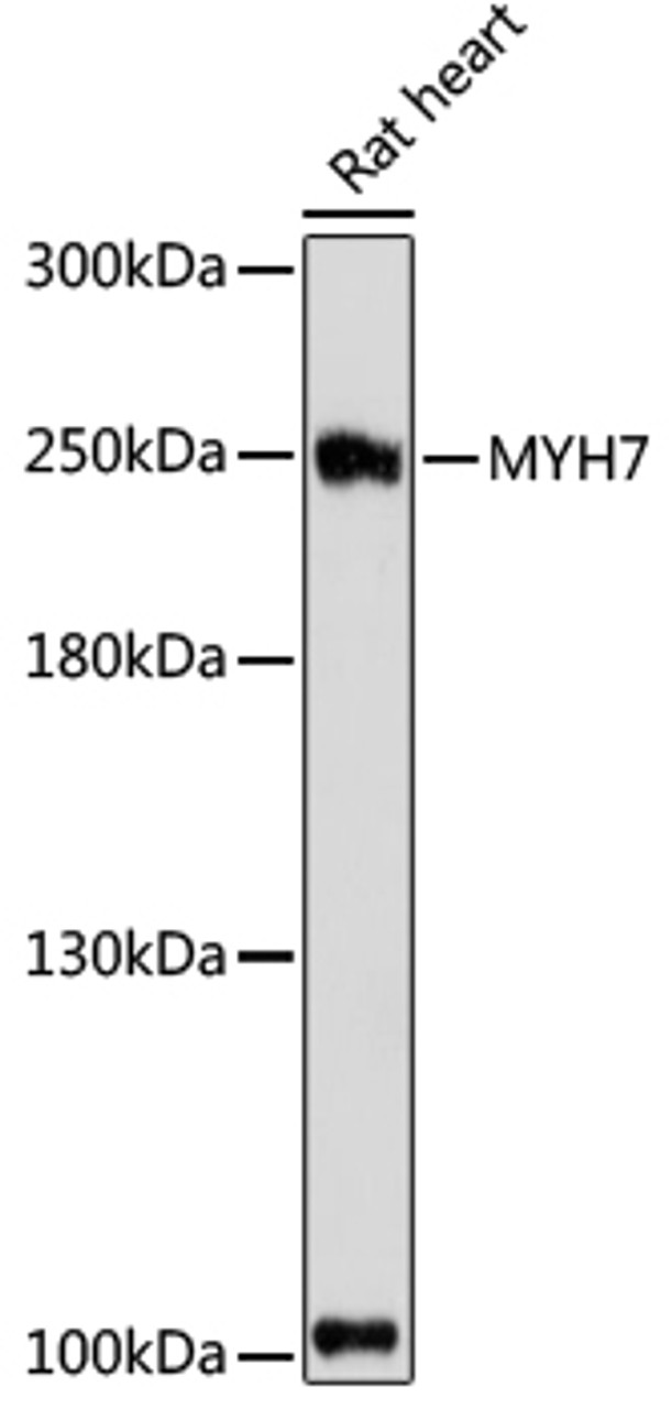 Western blot analysis of extracts of Rat heart using MYH7 Polyclonal Antibody at dilution of 1:1000.