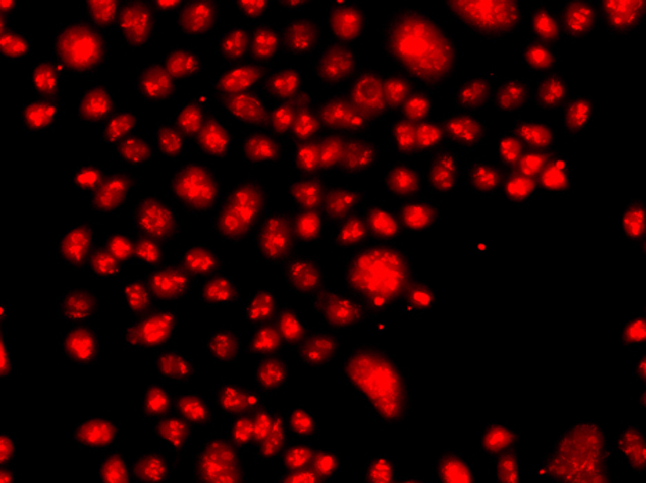 Immunofluorescence analysis of A549 cells using FANCM Polyclonal Antibody