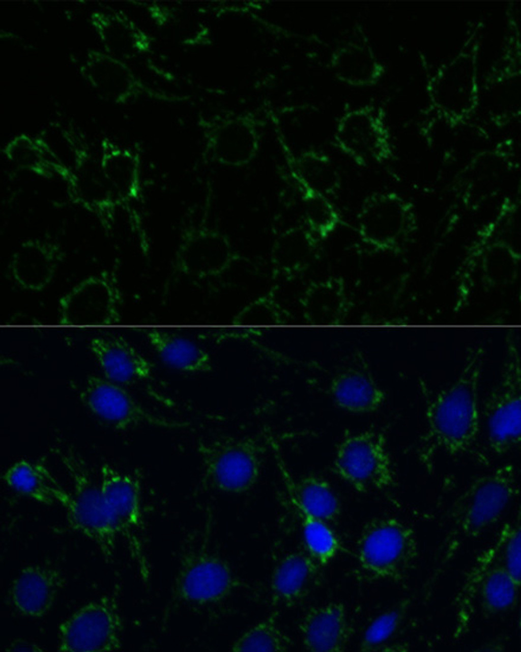 Immunofluorescence analysis of C6 cells using GLUD1 Polyclonal Antibody at dilution of  1:100. Blue: DAPI for nuclear staining.