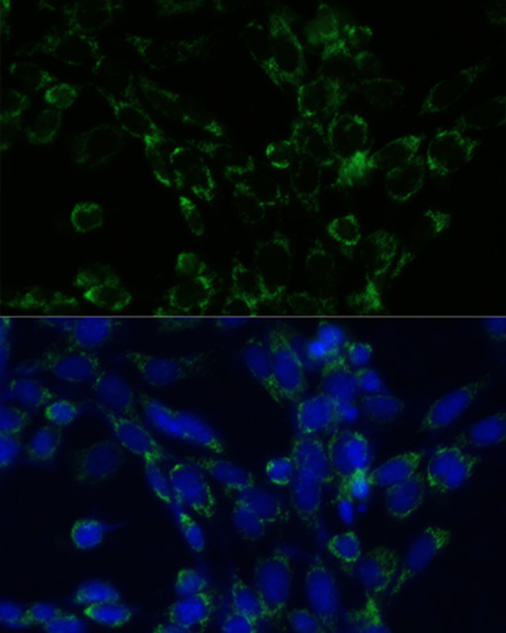 Immunofluorescence analysis of NIH-3T3 cells using GLUD1 Polyclonal Antibody at dilution of  1:100. Blue: DAPI for nuclear staining.