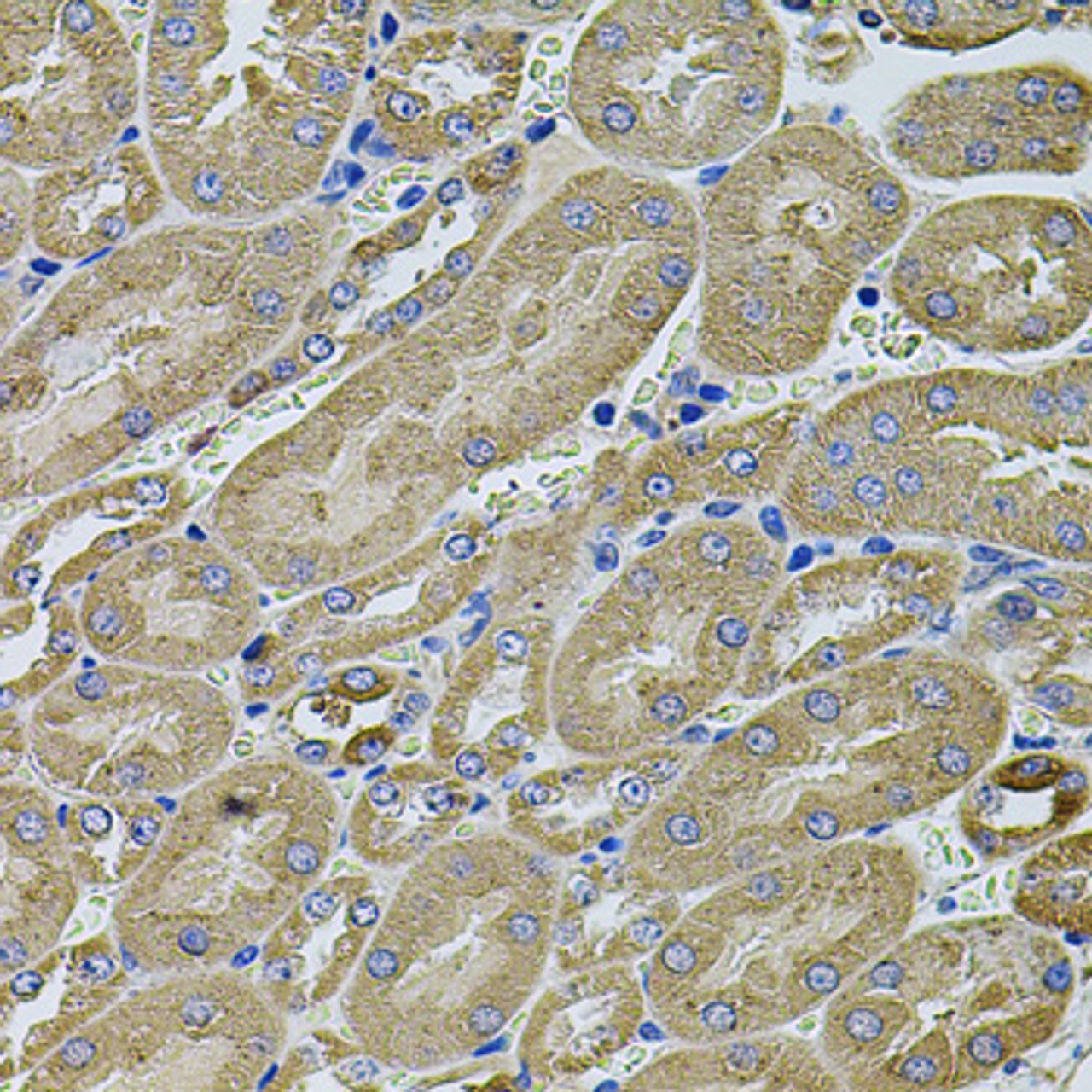 Immunohistochemistry of paraffin-embedded Mouse kidney using ANXA8L2 Polyclonal Antibody at dilution of  1:100 (40x lens).