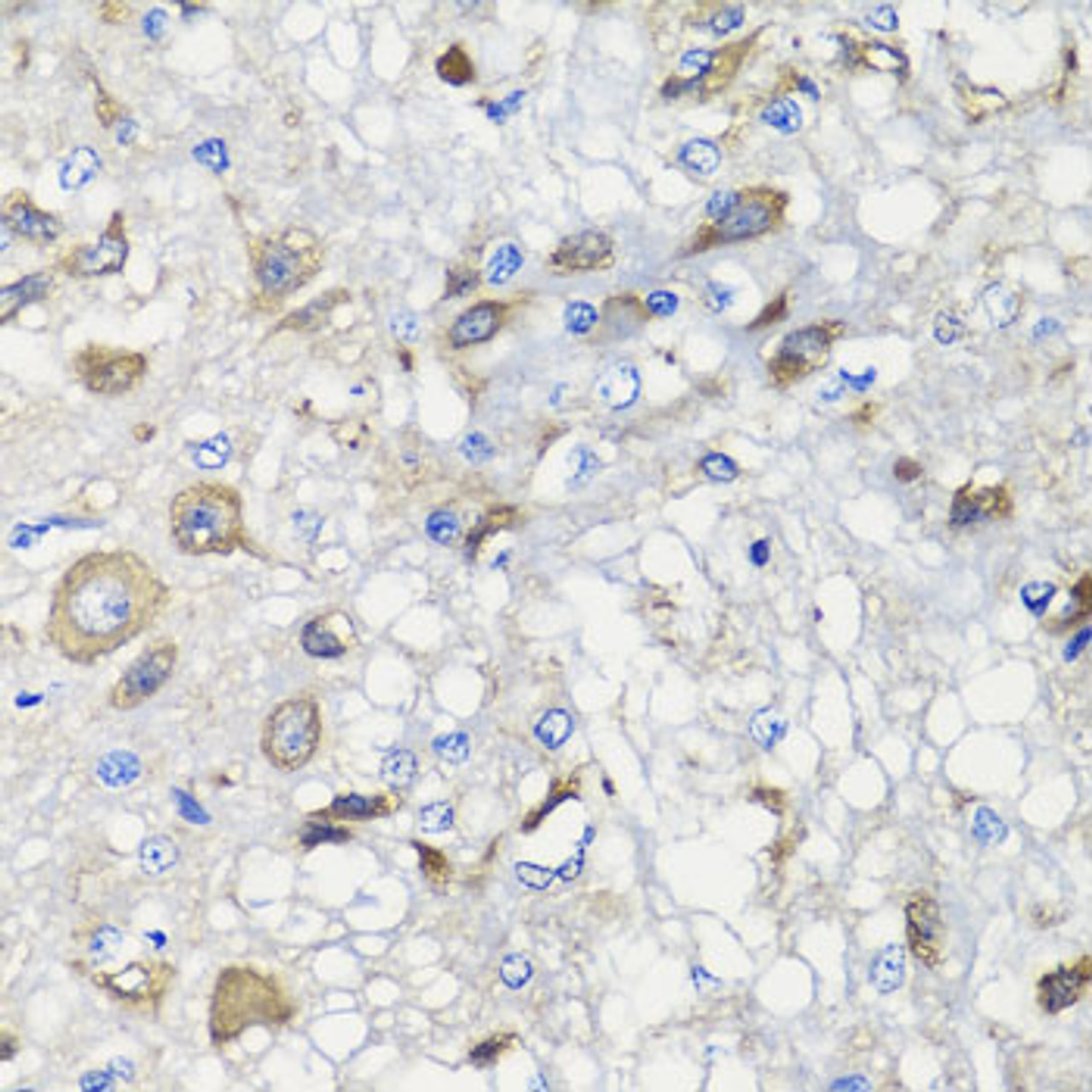 Immunohistochemistry of paraffin-embedded Rat brain using BCS1L Polyclonal Antibody at dilution of  1:100 (40x lens).