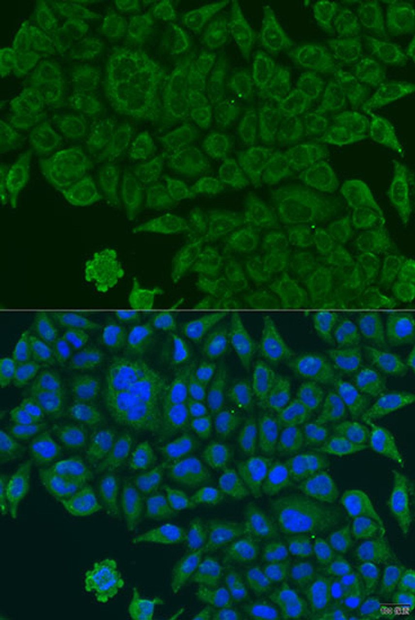 Immunofluorescence analysis of U2OS cells using BCS1L Polyclonal Antibody at dilution of  1:100. Blue: DAPI for nuclear staining.