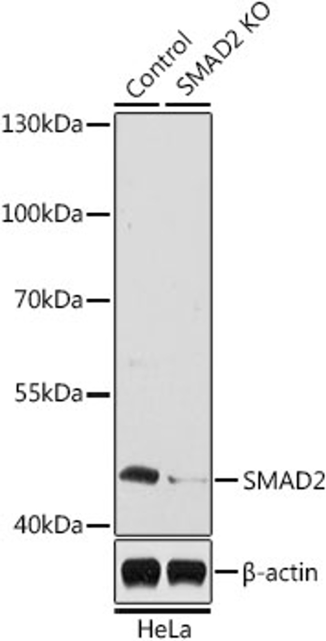 Western blot analysis of extracts from normal (control) and SMAD2 knockout (KO) HeLa cells using SMAD2 Polyclonal Antibody at dilution of 1:1000.