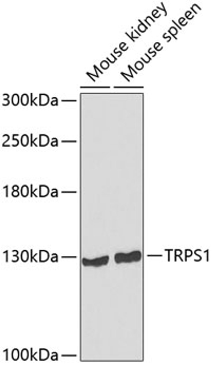 Western blot analysis of extracts of various cell lines using TRPS1 Polyclonal Antibody at dilution of 1:1000.