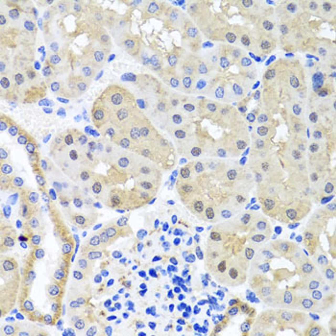Immunohistochemistry of paraffin-embedded Mouse kidney using BSND Polyclonal Antibody at dilution of  1:100 (40x lens).
