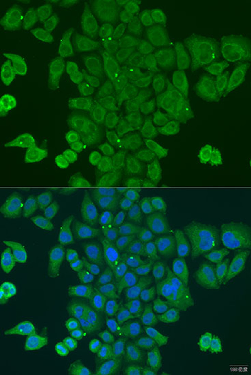 Immunofluorescence analysis of U2OS cells using DPM1 Polyclonal Antibody at dilution of  1:100. Blue: DAPI for nuclear staining.