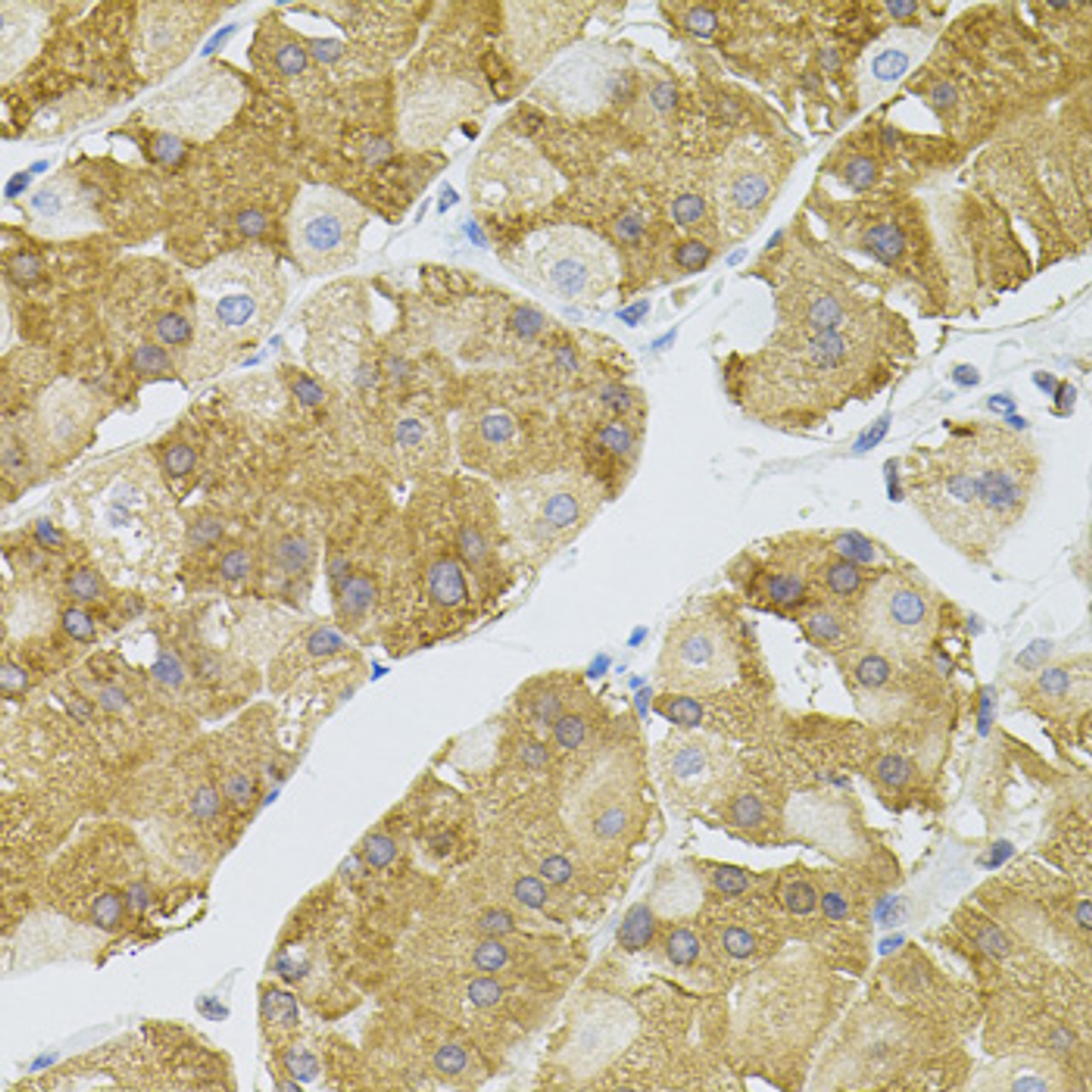 Immunohistochemistry of paraffin-embedded Human stomach using NAT8 Polyclonal Antibody
