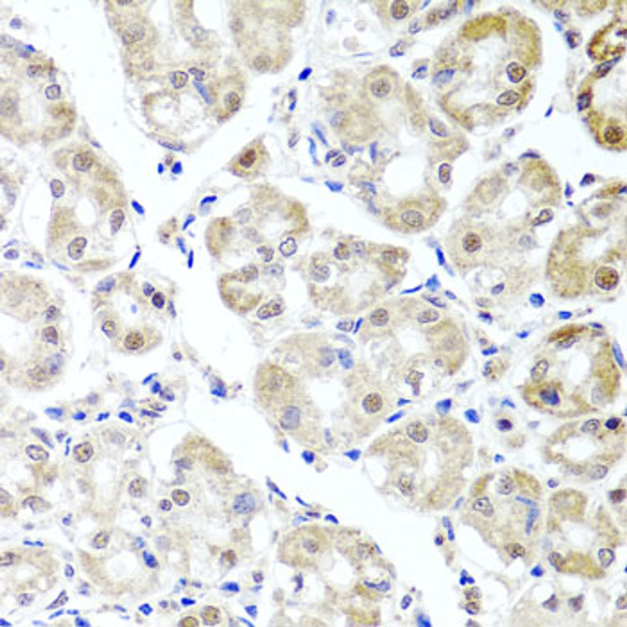 Immunohistochemistry of paraffin-embedded Human stomach using ALKBH4 Polyclonal Antibody at dilution of  1:100 (40x lens).