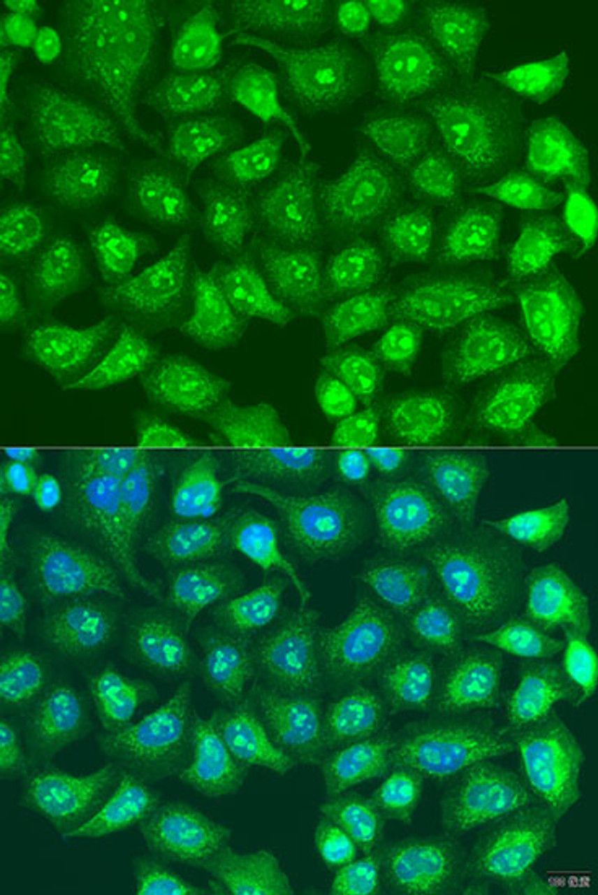 Immunofluorescence analysis of U2OS cells using SPICE1 Polyclonal Antibody at dilution of  1:100. Blue: DAPI for nuclear staining.